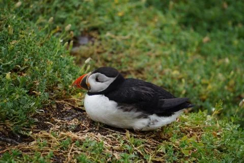 Puffins at the Skellig islands Stock Photos