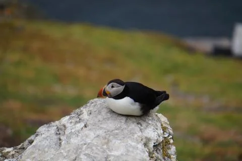 Puffins at the Skellig islands Stock Photos