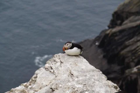 Puffins at the Skellig islands Stock Photos