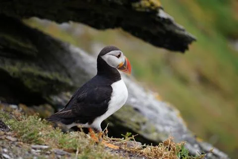 Puffins at the Skellig islands Stock Photos