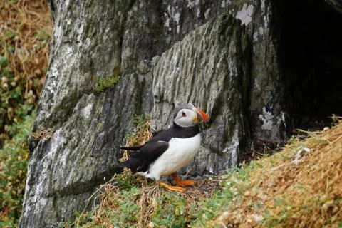 Puffins at the Skellig islands Stock Photos