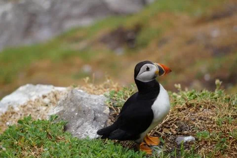 Puffins at the Skellig islands Stock Photos