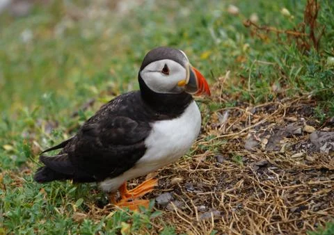 Puffins at the Skellig islands Stock Photos