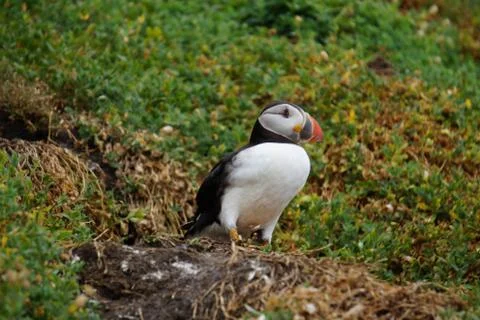 Puffins at the Skellig islands Stock Photos