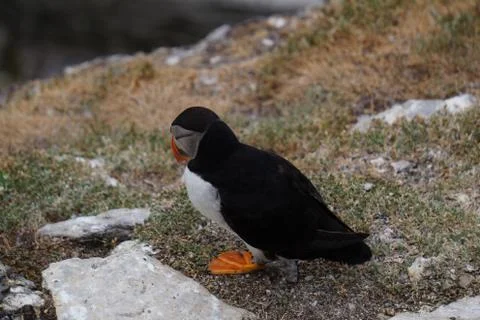 Puffins at the Skellig islands Stock Photos