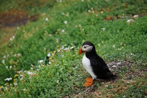 Puffins at the Skellig islands Stock Photos