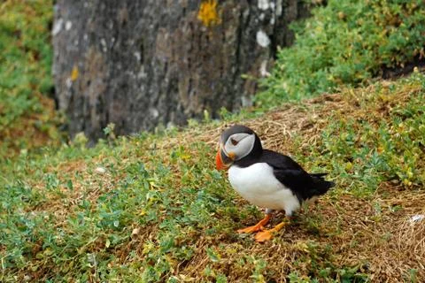 Puffins at the Skellig islands Stock Photos