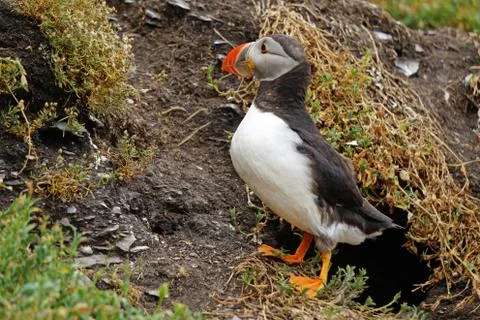 Puffins at the Skellig islands Stock Photos