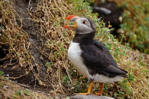 Puffins at the Skellig islands Stock Photos