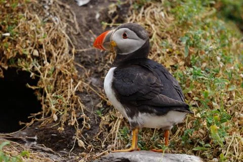 Puffins at the Skellig islands Stock Photos