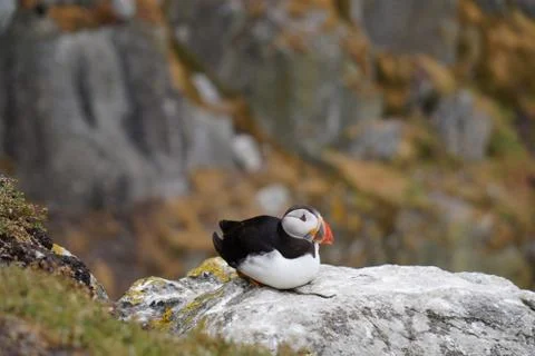 Puffins at the Skellig islands Stock Photos
