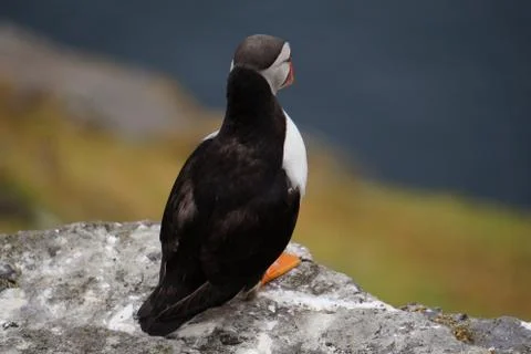 Puffins at the Skellig islands Stock Photos
