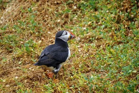 Puffins at the Skellig islands Stock Photos