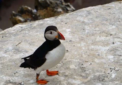 Puffins at the Skellig islands Stock Photos