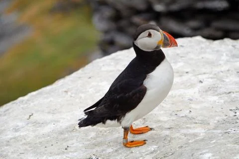 Puffins at the Skellig islands Stock Photos