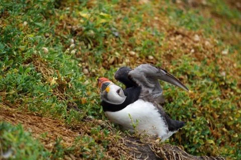 Puffins at the Skellig islands Stock Photos