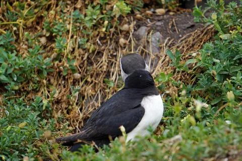 Puffins at the Skellig islands Stock Photos