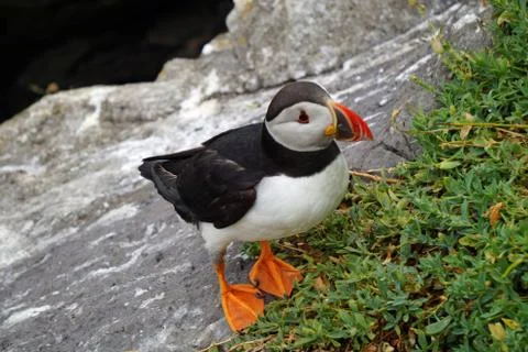 Puffins at the Skellig islands Stock Photos