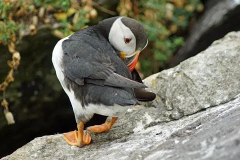 Puffins at the Skellig islands Stock Photos
