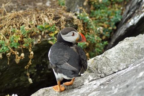 Puffins at the Skellig islands Stock Photos