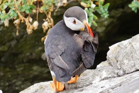 Puffins at the Skellig islands Stock Photos