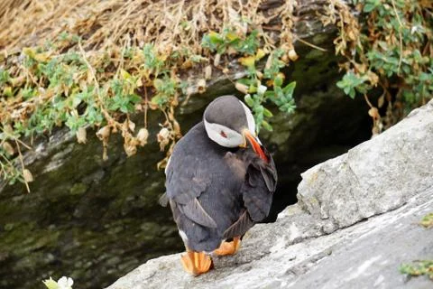 Puffins at the Skellig islands Stock Photos