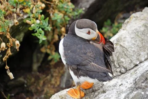 Puffins at the Skellig islands Stock Photos