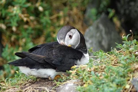 Puffins at the Skellig islands Stock Photos