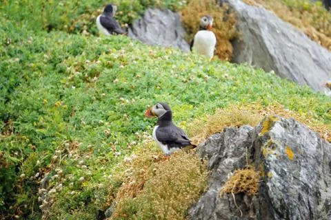 Puffins at the Skellig islands Stock Photos