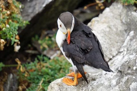 Puffins at the Skellig islands Stock Photos
