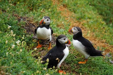Puffins at the Skellig islands Stock Photos