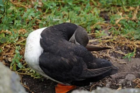 Puffins at the Skellig islands Stock Photos