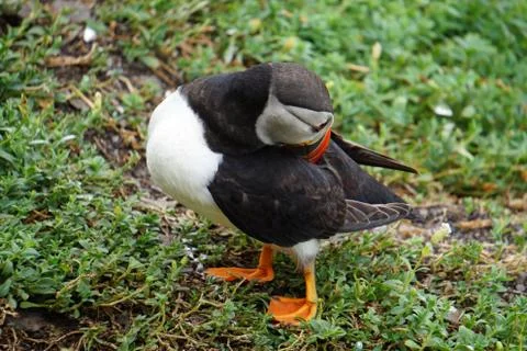 Puffins at the Skellig islands Stock Photos