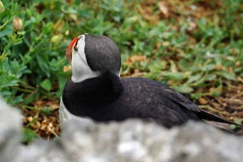 Puffins at the Skellig islands Stock Photos
