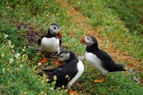 Puffins at the Skellig islands Stock Photos