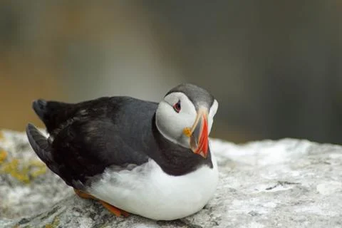 Puffins at the Skellig islands Stock Photos