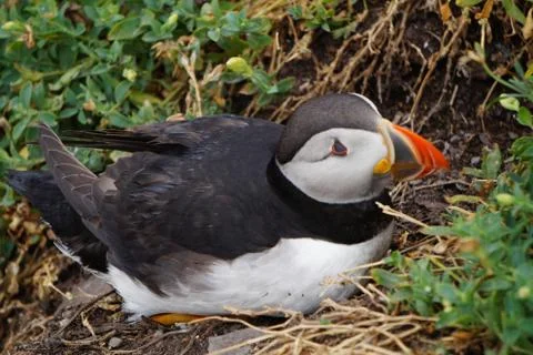 Puffins at the Skellig islands Stock Photos