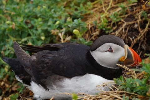 Puffins at the Skellig islands Stock Photos