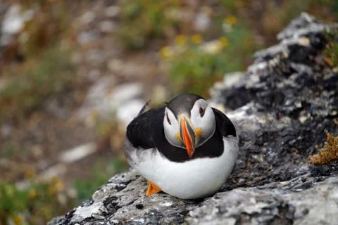 Puffins at the Skellig islands Stock Photos