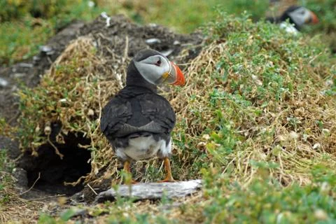 Puffins at the Skellig islands Stock Photos