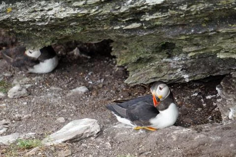 Puffins at the Skellig islands Stock Photos