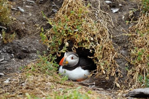 Puffins at the Skellig islands Stock Photos