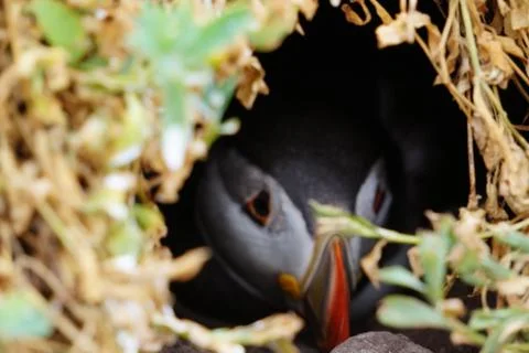 Puffins at the Skellig islands Stock Photos