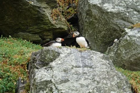 Puffins at the Skellig islands Stock Photos