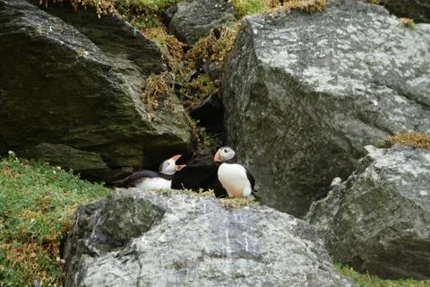 Puffins at the Skellig islands Stock Photos