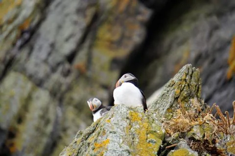 Puffins at the Skellig islands Stock Photos