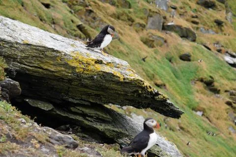 Puffins at the Skellig islands Stock Photos