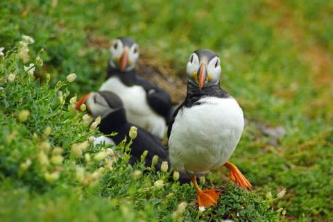 Puffins at the Skellig islands Stock Photos