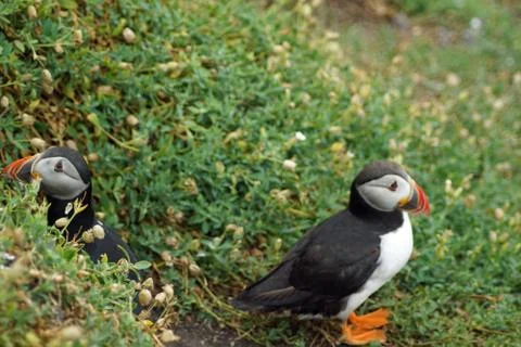 Puffins at the Skellig islands Stock Photos