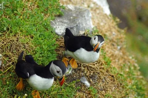 Puffins at the Skellig islands Stock Photos